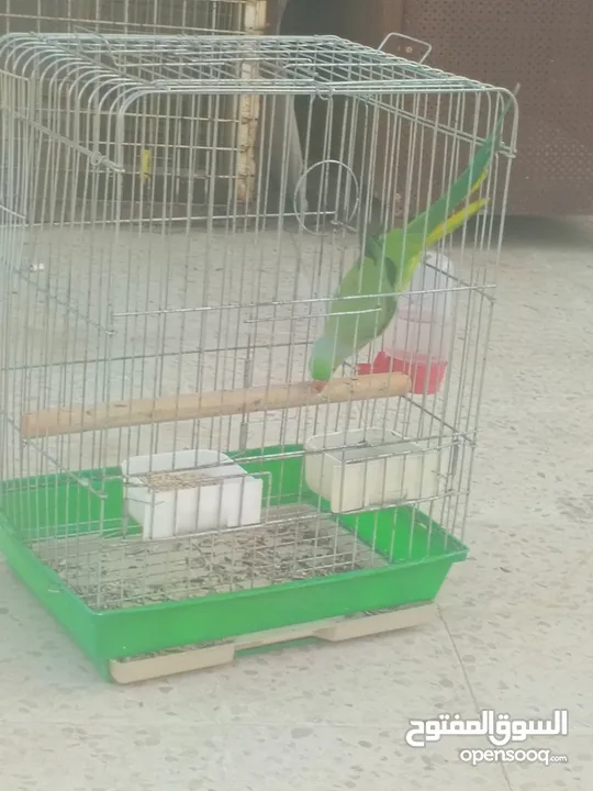 ببغاء دره هندي