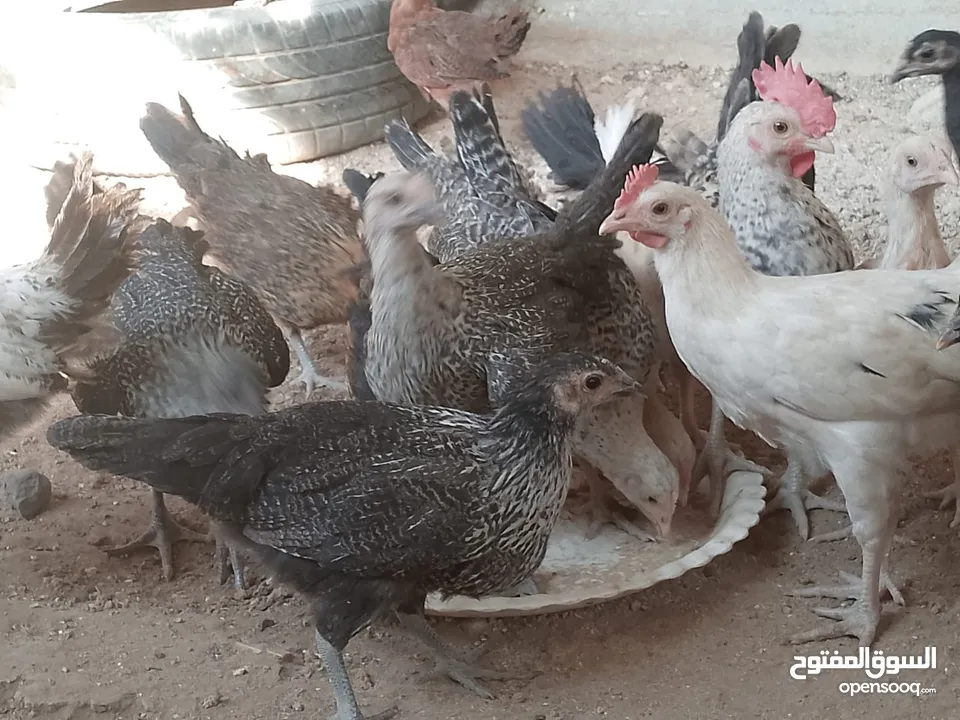 فراخ للبيع