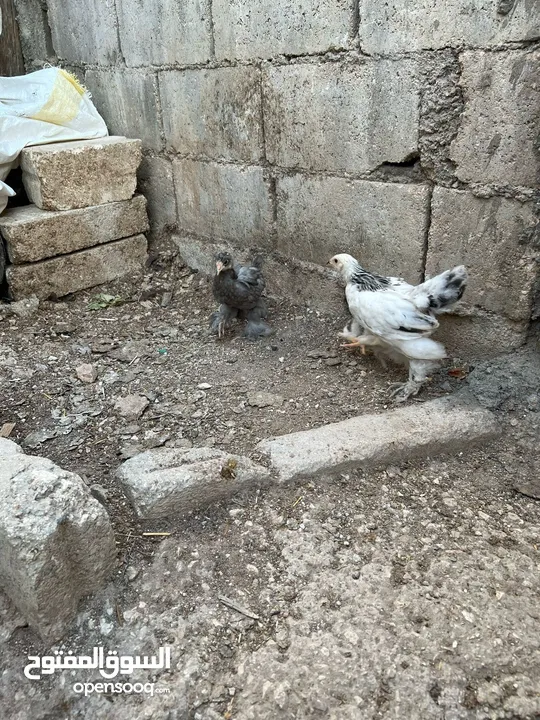 فراخ دجاج براهمي جميع الانواع البزرة الاصليه وباكستاني ماخذات جميع المطاعيم