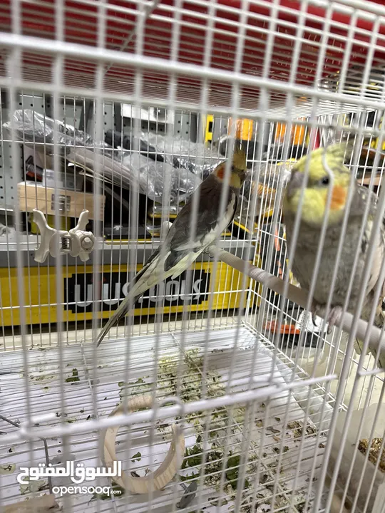 عصافير كنار وكوكتيل