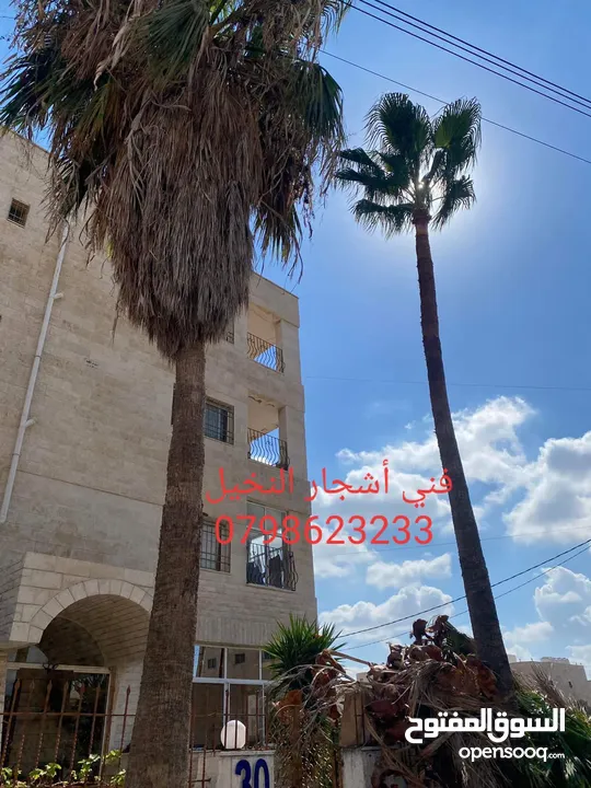 فني أشجار النخيل