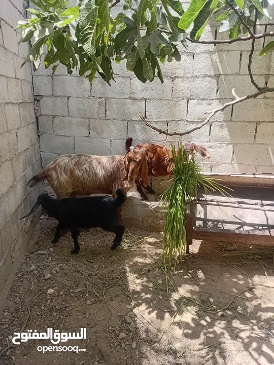 عنز ماشاء الله تبارك الرحمن مع سخلات عدد2