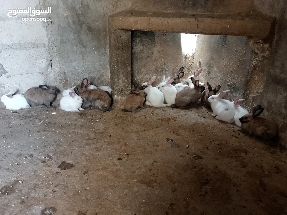 ارانب للبيع فرنسي وبلدي