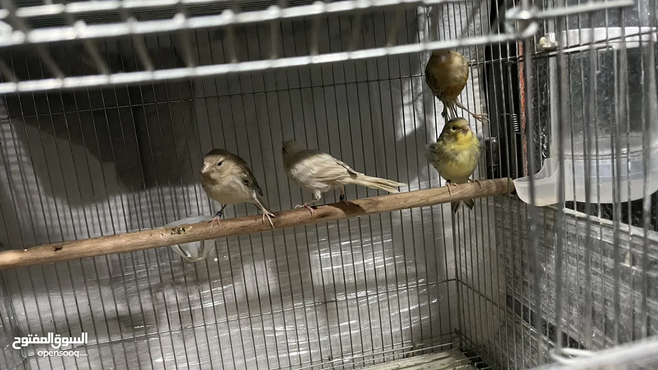 طيور للبيع