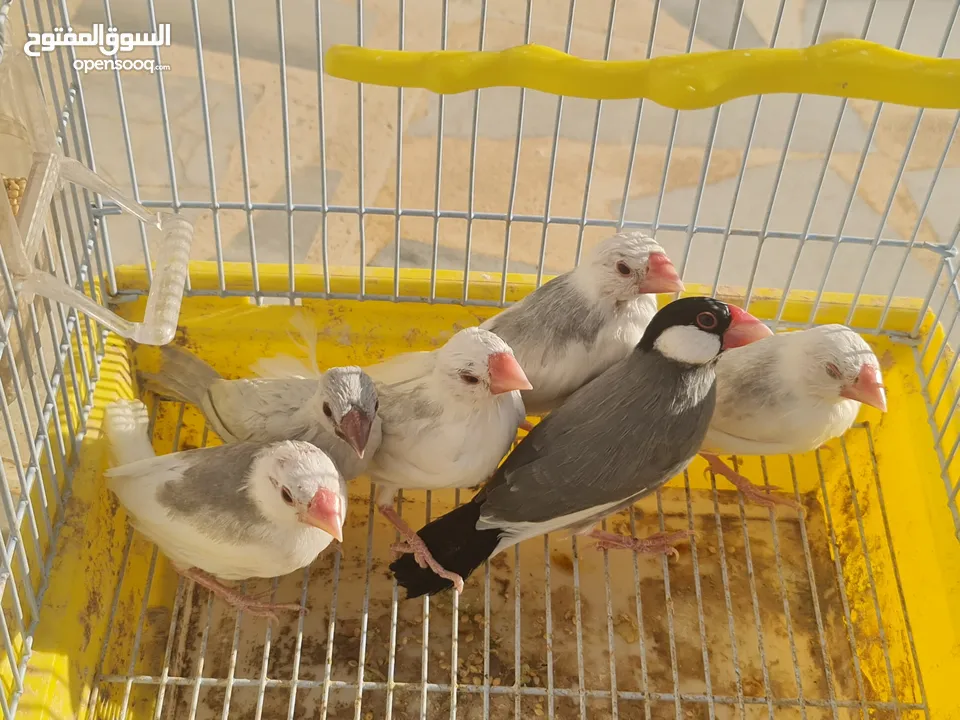 متاح جوزين جاوا مخاليف بايد لون ابيض والمنيوم وجوز لون اسود