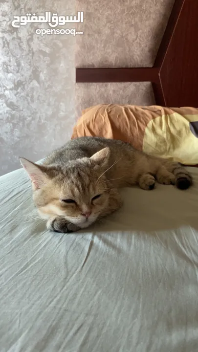 قط سكوتش فولد ستريت قولد مع كامل اغراضه