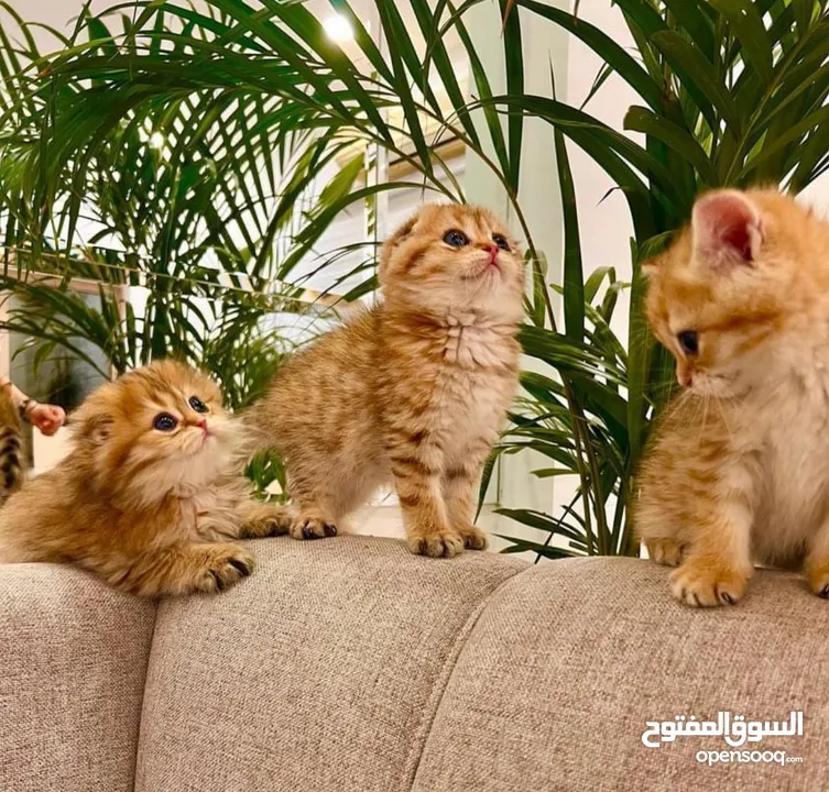 للبيع سكوتش فولد وستريت قولد شورت هير