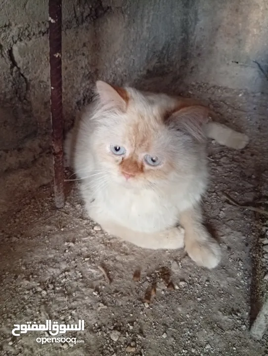 متوفر لدينا قطاط شرزي