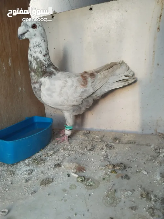 جوز كشكي اصفر طيره عجمية فحل هومر جوز مسكي