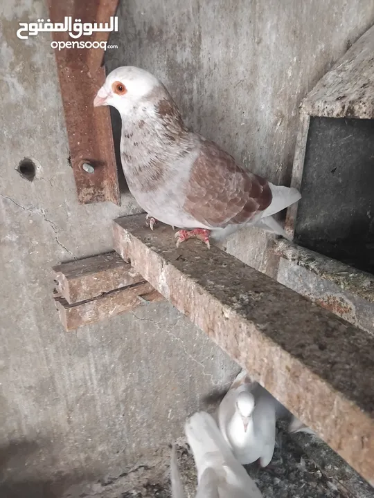 حمام حجم كبير للبيع عدد. 14