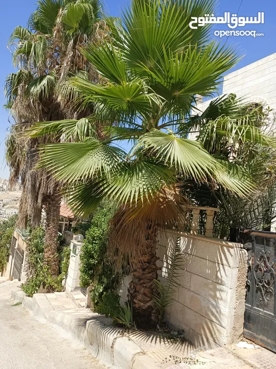 شجر نخيل زينه