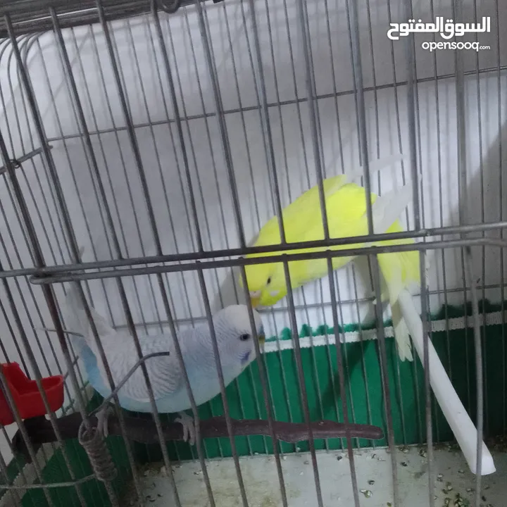 التواصل عبر الوتس اب عصافير حب وكوكتيل حجم جامبو كبير مفتلات والبينه وعادي