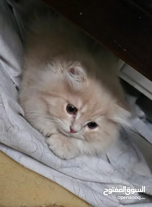 قط شيرازي  شامبين كرميل ذكر شعر طويل جدا