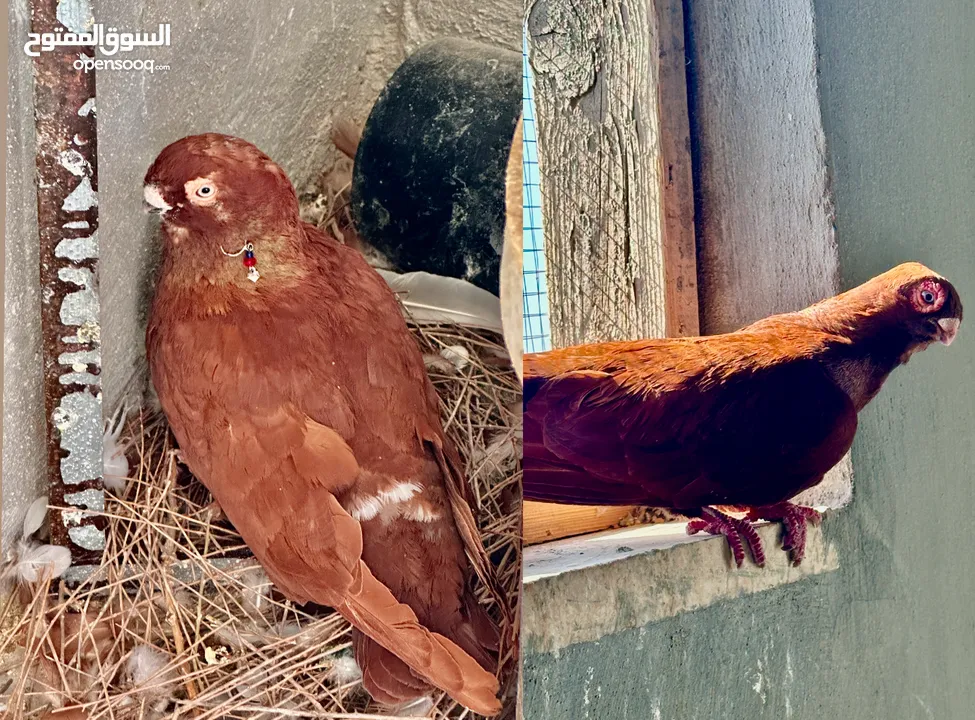 جواز حمام الماني كلها شغاله