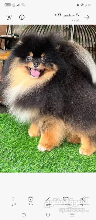 Pomeranian   Samoyed    Giant Malamute