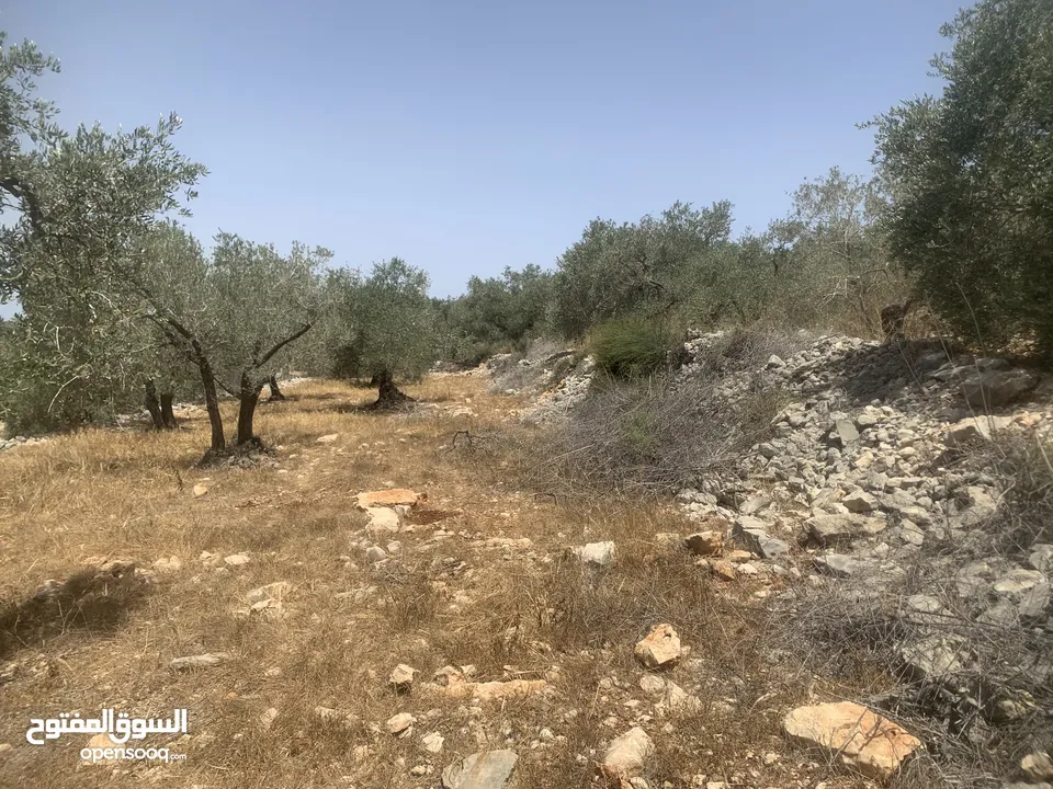 ارض لبيع في مدينة سلفيت