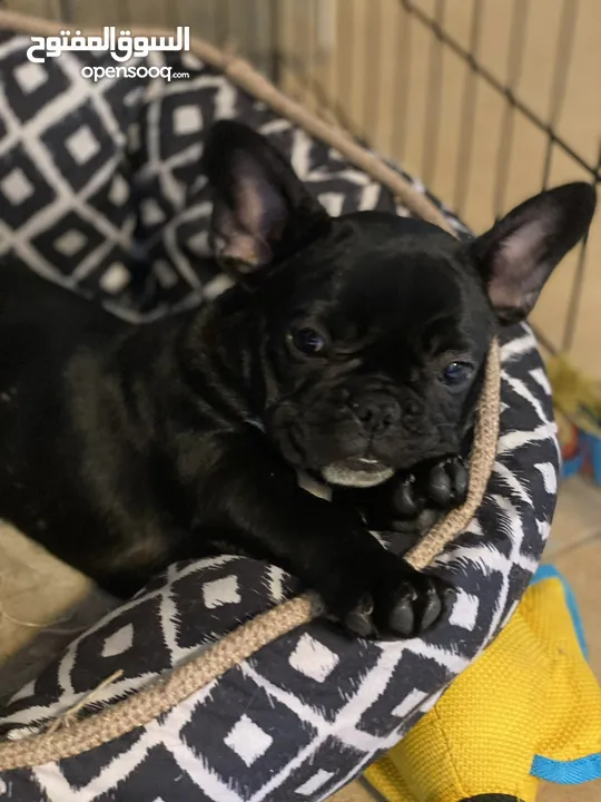 French Bulldog