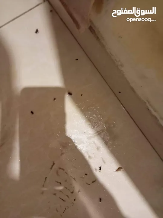 شركه مكافحة الحشرات رش مبيدات