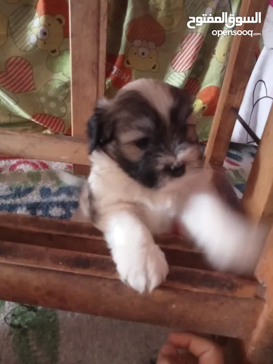 Havanese puppy