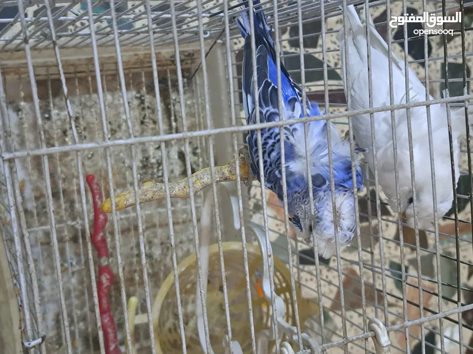حب هوجو روما