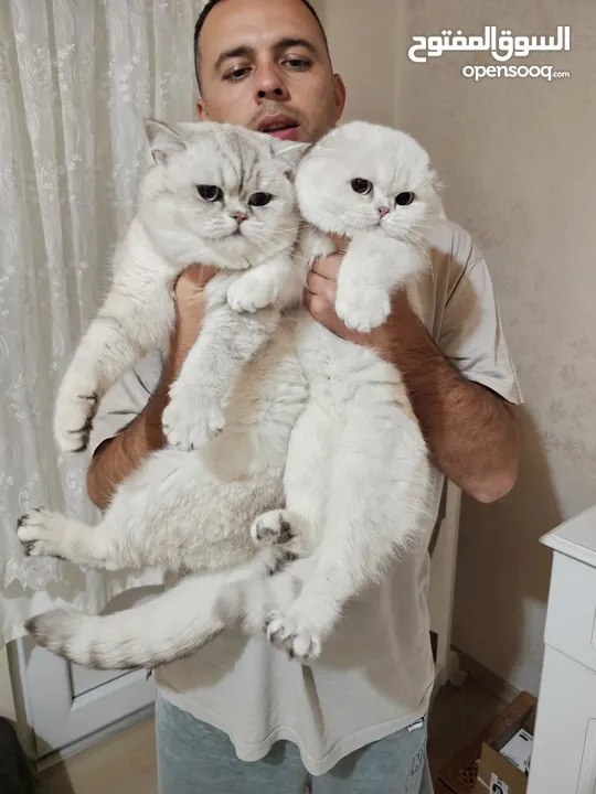 ذكر سكوتش استريت مسجل للتزاوج للبيع