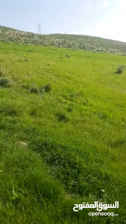 مادبا ماعين قطعة أرض زراعية مميزة مطلة على البحر الميت والضفة الغربية بمساحة 21 دونم