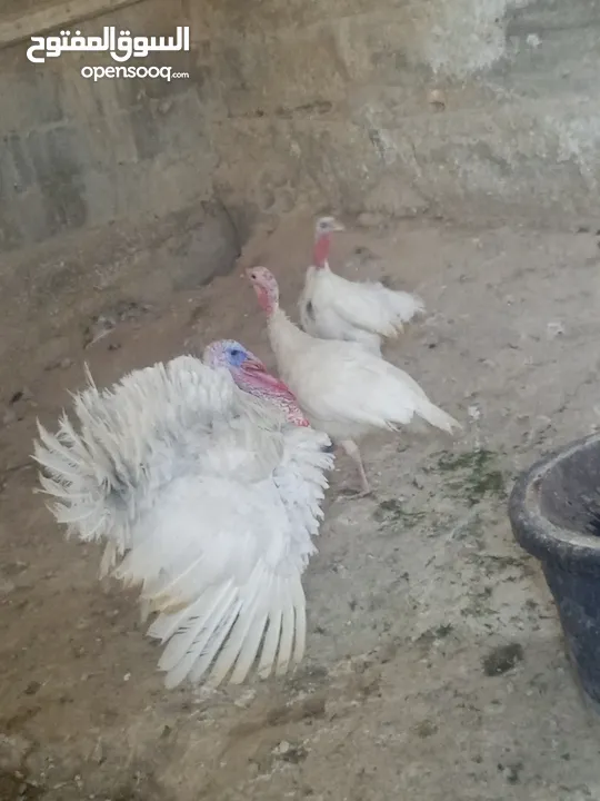 طقم حبش ابيض