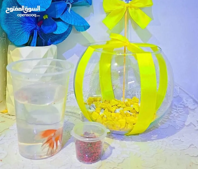 احواض سمك زينه بأحجام وأشكال مختلفة