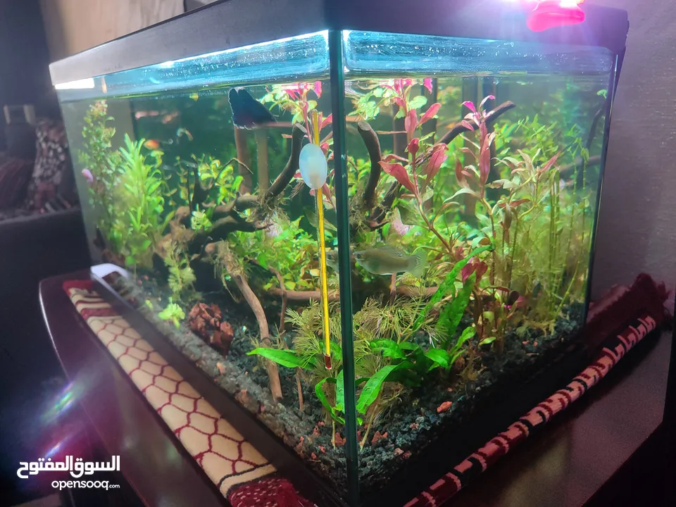 حوض نباتات اجنبي كريستال اكوائيل تحفه فنيه