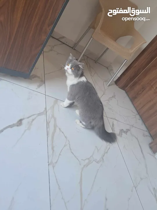 انثي مكس اسكوتش اربد