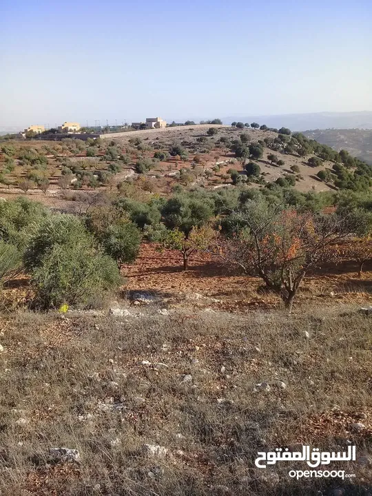 قطعة مزروعة بالكامل مخدومة