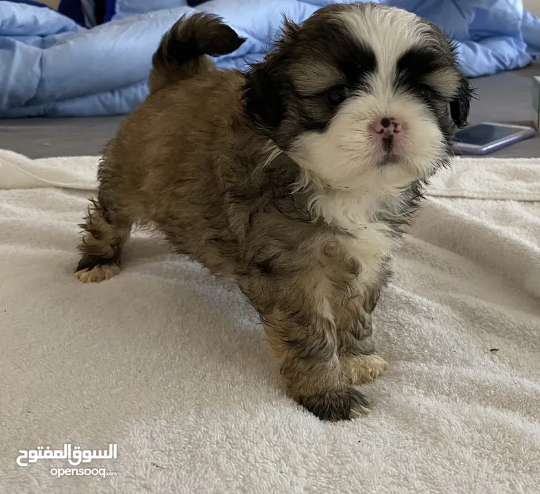 Baby shihtzu