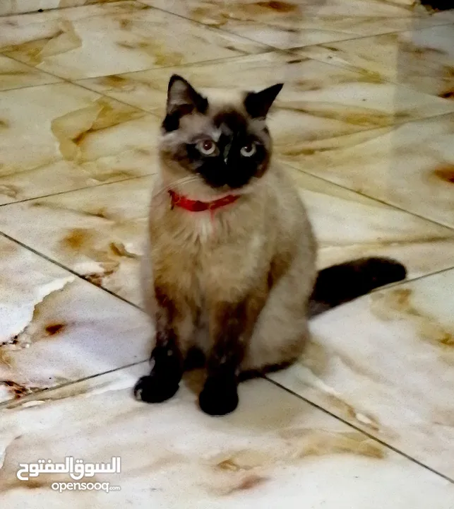 بسينة هملايا عمرا سنة