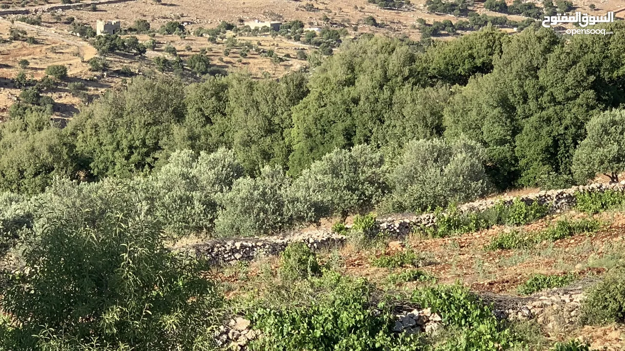 أرض زراعية واستثمارية للبيع في عجلون - سامتا وعفنا