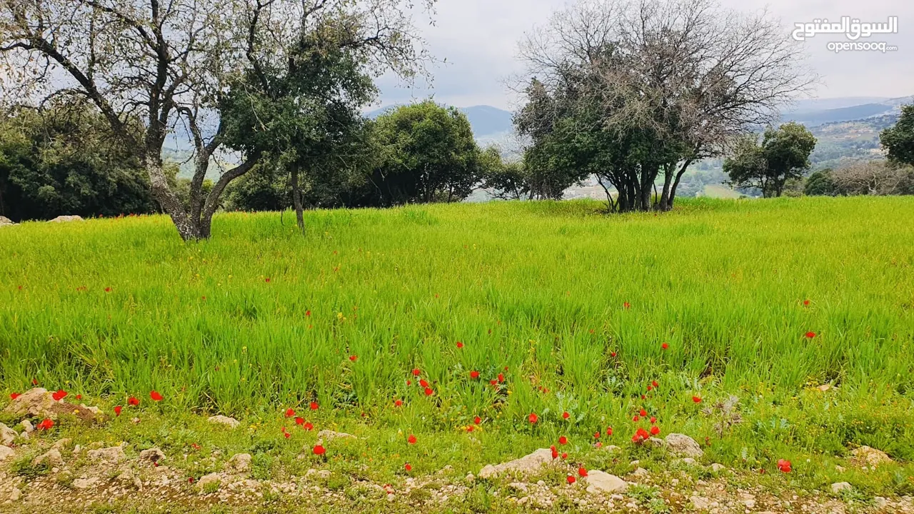 4 دونمات جلعد قرب مطعم نسيم الجبل