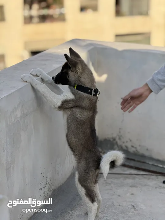 كلبة اكيتا عمر 3 شهور مطعمة ومعها دفتر