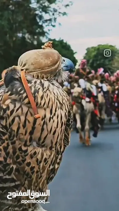 مطلوب عصفور كوكتيل مدرب للبيع بسعر طري