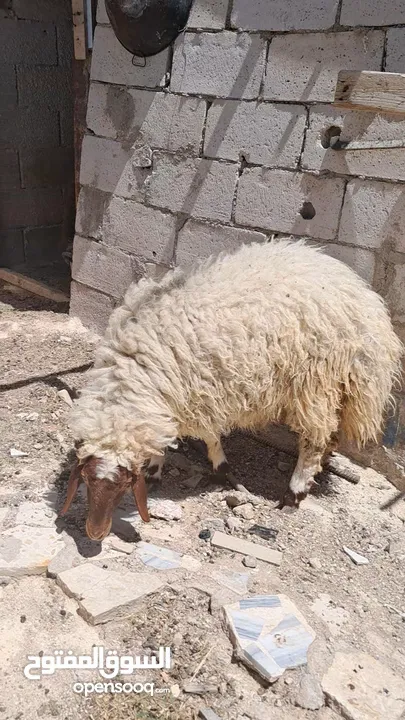 عبور بلدي اسنان اللبن عمرها 8اشهر وشوي الوزن قائم تقريبا بين 45 لا 55 كيلو صحتها بأفضل الله تمام
