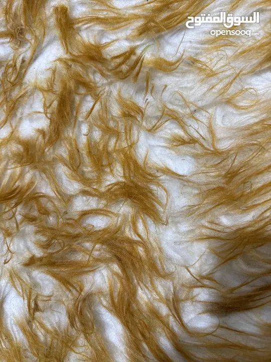 غرفة برايڤت