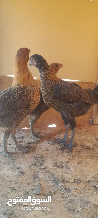 صيصان دجاج بلدي للبيع للبدل على حمام