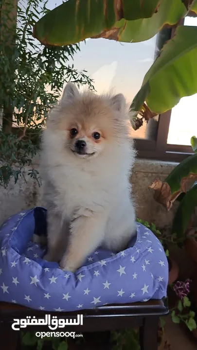 كلب بوميرانيان للبيع Pomeranian dog for sale