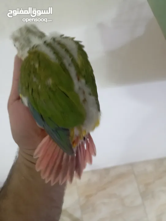 فراخ جرين شيك