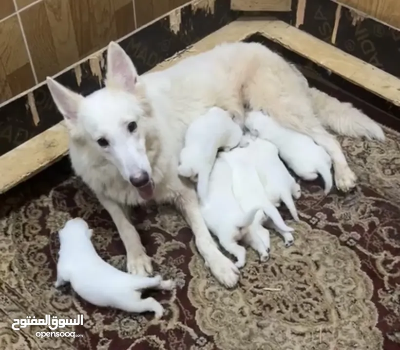 White German shepherd puppies يراوه وايت جيرمن شيبرد