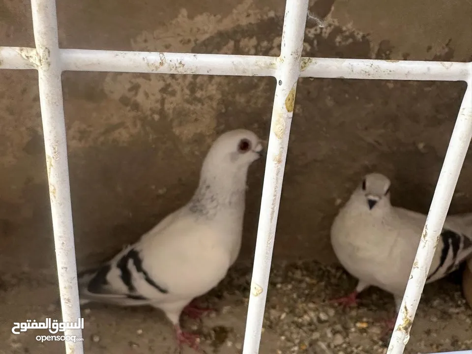 أربع جود شغالات للبيع