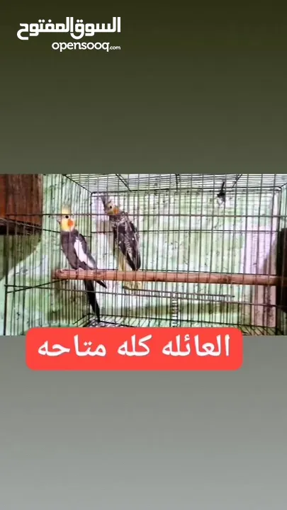 كوكتيل امايات وافراخهن اربعه