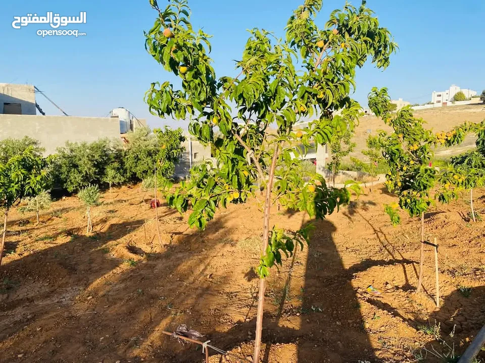 دونم أرض مع بناء 90م في منشيه بني حسن
