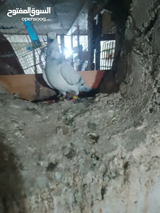 متاح جواز و حبات فلت موجودات طبربور سعرهن كويس