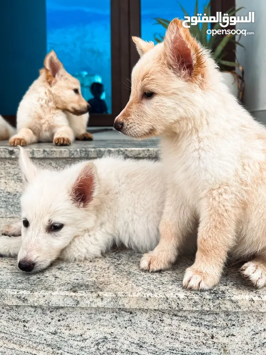 White German Shepherd Puppies جراوي جيرمن ابيض