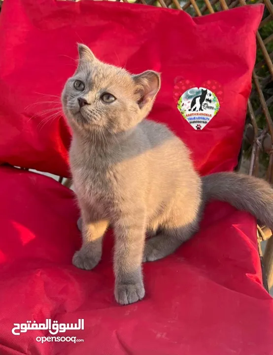 أنثى سكوتش سترايت Scottish Fold