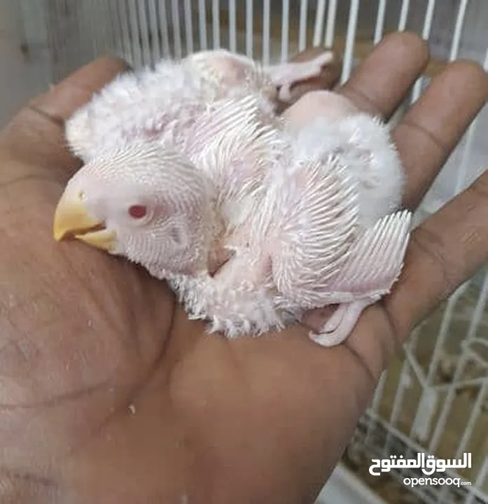 Rosicolli Albino & Split into Lovebird Baby